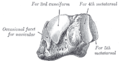 Vista antero-mediale dell'osso cuboide del piede sinistro
