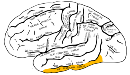 Gray726 gyrus temporal inférieur.png