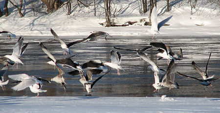 Tập_tin:Great_Black-backed_Gull_flock.jpg