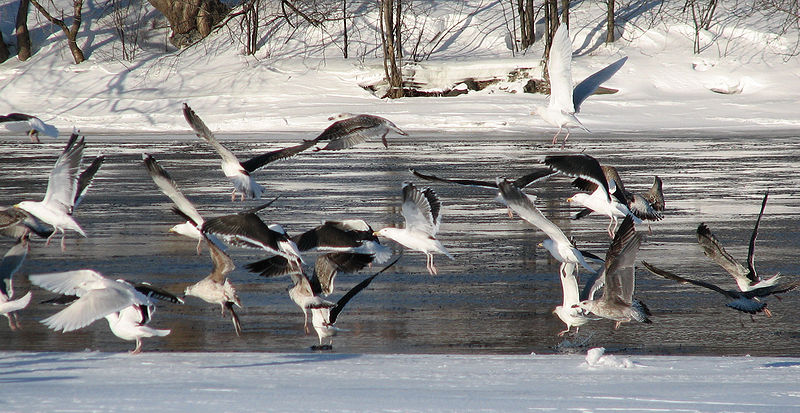 File:Great Black-backed Gull flock.jpg