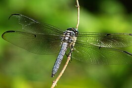 Libellula vibrans