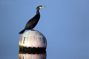 Phalacrocorax Carbo: Descripción, Taxonomía, Comportamiento