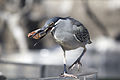 * Nomination Green-backed heron (Butorides striata) in Wetlands-Aviary at L'Oceanogràfic. --KTC 11:40, 15 March 2015 (UTC) * Promotion  Support Good quality. --Hockei 11:42, 15 March 2015 (UTC)