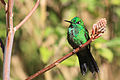 Green-crowned brilliant hummingbird male.JPG