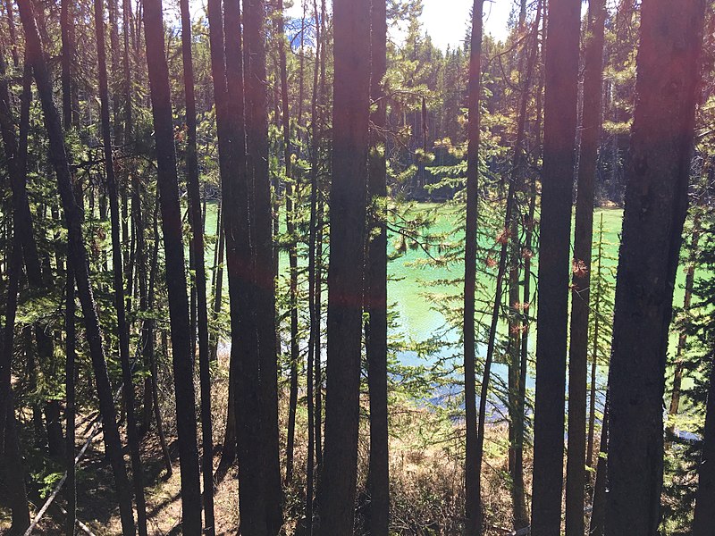 File:Green water through the tree’s.jpg