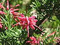 Grevillea 