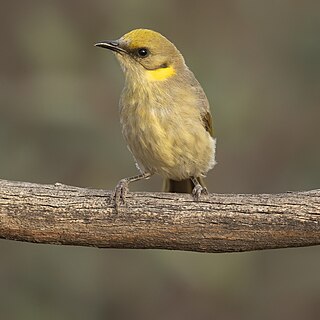 <span class="mw-page-title-main">Grey-fronted honeyeater</span> Species of bird