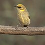 Thumbnail for Grey-fronted honeyeater