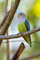 Grey-headed Lovebird - Ankarafantsika - Madagascar S4E9483 (15111184907).jpg