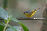 Thumbnail for File:Grey-hooded Warbler, Nepal.jpg