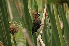 Grosbeak Weaver (Amblyospiza albifrons).jpg