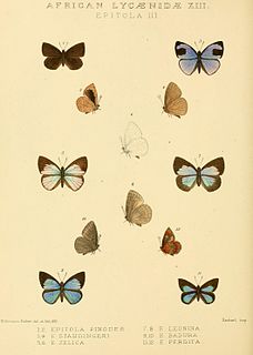 <i>Stempfferia badura</i> Species of butterfly