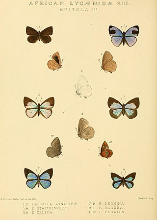 <i>Iridana perdita</i> Species of butterfly