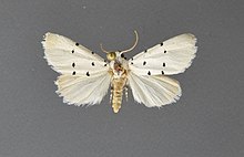 Grotella septempunctata1.jpg