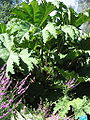 Gunnera manicata