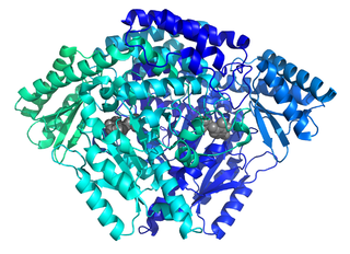 Histidine decarboxylase Enzyme that converts histidine to histamine