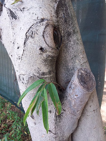 File:HK CWB 銅鑼灣 Causeway Bay 維多利亞公園 Victoria Park tree trunk n green leaves December 2019 SSG 37.jpg