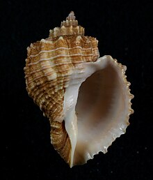 Habesolatia nodulifera.JPG