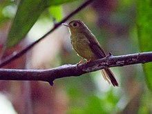 Hairy-backed Bulbul (13998455950).jpg