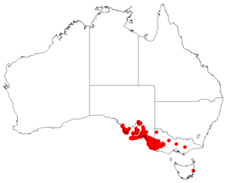 <i>Hakea rugosa</i> Species of shrub of the family Proteaceae native to Australia
