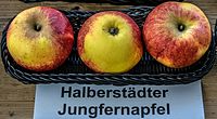 Halberstadt Virgin Apple jm55250.jpg