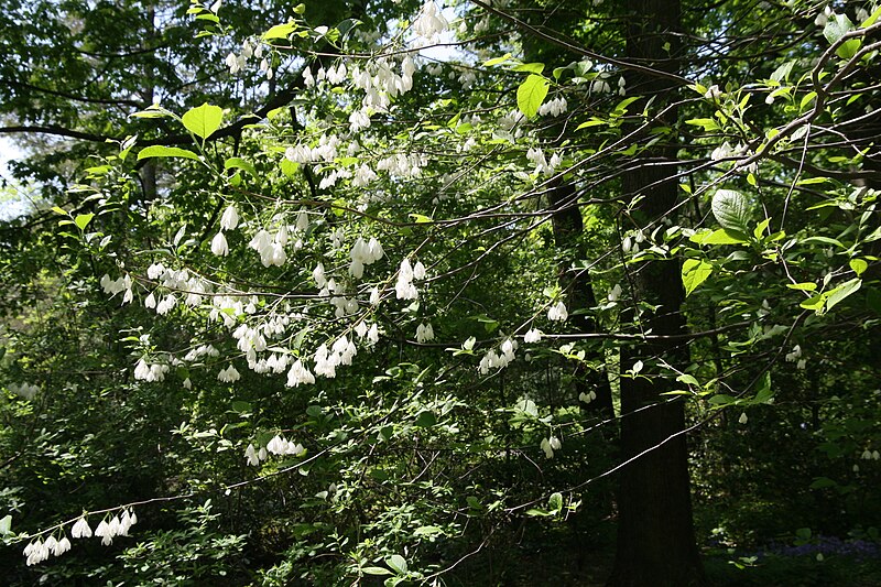 File:Halesia diptera var. magniflora 4zz.jpg