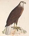 Haliaeetus vociferoides 1849.jpg