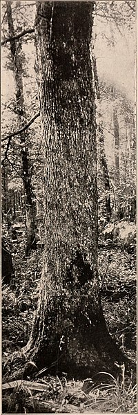 File:Handbook of the trees of the northern states and Canada east of the Rocky mountains. Photo-descriptive (1907) (14781883571).jpg