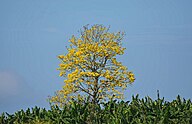 State Tree of Venezuela