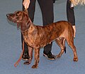 Hanoverian Scenthound, red brindle