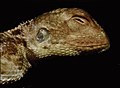 Harvard University Museum of Comparative Zoology - Agama persimilis.jpg
