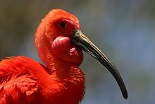 Head of scarlet ibis Head of Scarlet Ibis.jpg