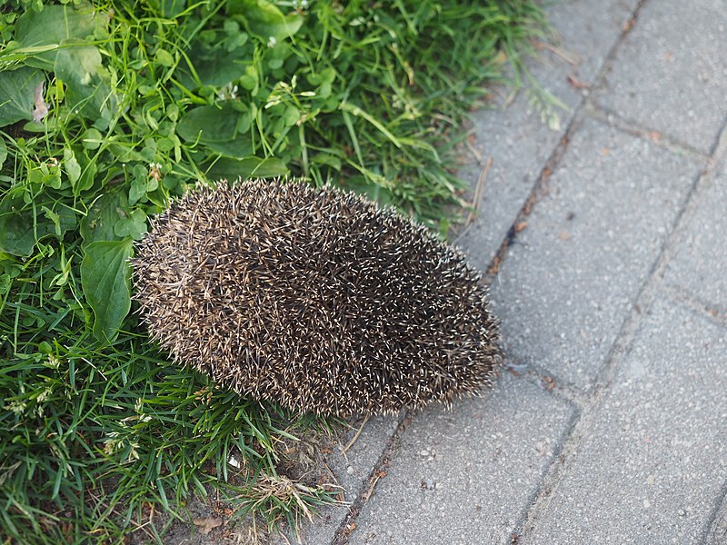 File:Hedgehog in Jurmala.jpg