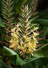 Hedychium gardnerianum.jpg