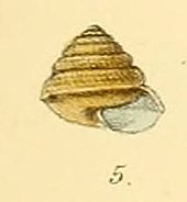 Sitala palmaria, a land snail described from the Nandi Hills by William Henry Benson