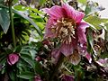 Helleborus orientalis subsp. abchasicus flower