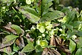 * Nomination Helleborus argutifolius in the botanical garden of Sóller on Mallorca --Kritzolina 07:26, 15 February 2024 (UTC) * Promotion  Support Good quality. --Nikride 08:48, 15 February 2024 (UTC)