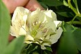 Helleborus hybridus Brandywine 1zz.jpg