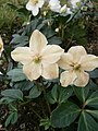 Helleborus niger faded