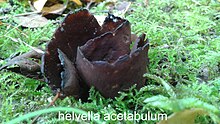 Helvella acetabulum élőhelyén .jpg