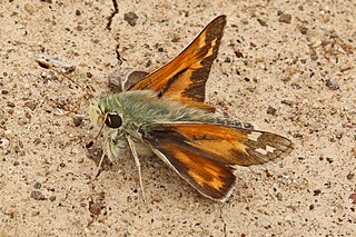 <i>Hesperia juba</i> Species of butterfly