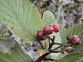 Plodící Hesperomeles ferruginea