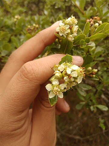 Hesperomeles obtusifolia