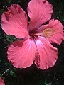 Hibiscus Pink Alone.JPG