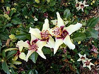 Hibiscus insularis