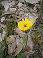 Hieracium halleri susp. halleri