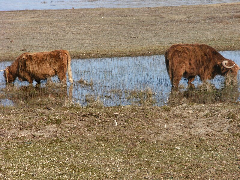 File:Highland cattle; Zuid-Kennemerland 4.JPG