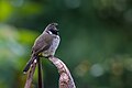 * Nomination Himalayan Bulbul, Beautiful bulbul. By User:Mildeep --Nirmal Dulal 04:26, 28 March 2024 (UTC) * Promotion  Support Good quality. --Velvet 08:27, 28 March 2024 (UTC)