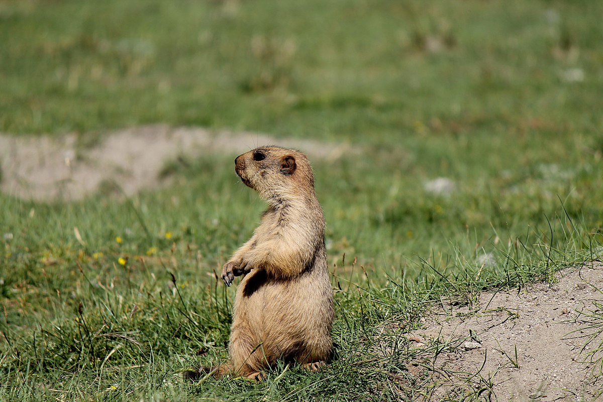 Qué significa el día de la marmota