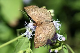 Carrhenes canescens